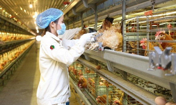 Khuyến nghị cổ phiếu 28/12: VIC, DBC, ACV, CTD