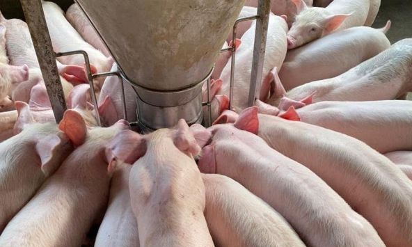Giá heo hơi 28/12: Ba miền duy trì ở mức thấp
