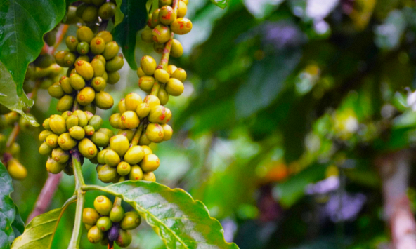 Thị trường nông sản 28/12: Giá cà phê thế giới đỏ rực, arabica lao dốc mạnh