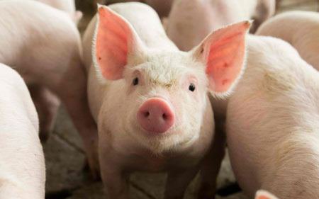 Thịt heo về chợ đầu mối nhiều, giá heo hơi vẫn giữ nguyên