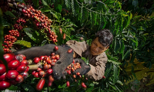 Xuất khẩu tiêu Việt Nam tăng về giá, giảm về lượng trong năm 2022