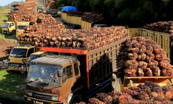 Indonesia thắt chặt xuất khẩu dầu cọ từ ngày 1/1/2023
