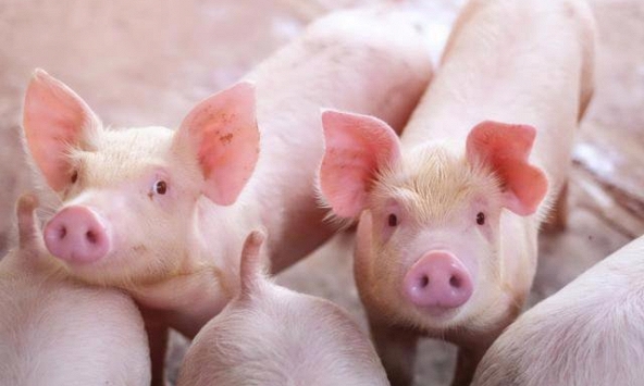 Giá heo hơi hôm nay 30/12: Giá heo ba miền ảm đạm