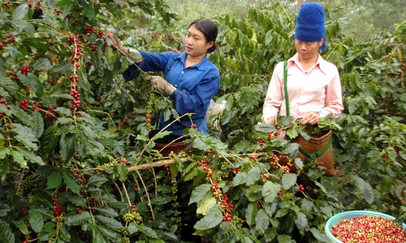 Giá cà phê trong nước giảm mạnh