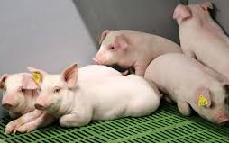 Heo hơi vẫn duy trì giá cũ, chờ đợi Trung Quốc nới lỏng biên giới