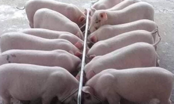 Giá heo hơi 4/1: Ba miền vẫn giữ nguyên