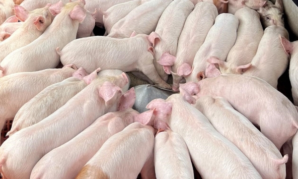 Giá heo hơi 5/1: Miền Nam đang cao hơn miền Bắc