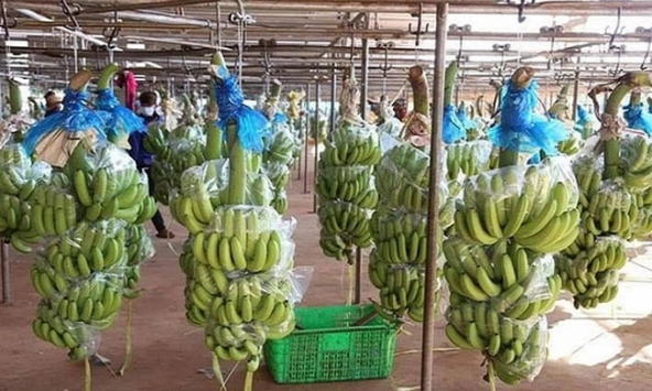 Hoàng Anh Gia Lai có lãi nghìn tỷ đồng lần đầu tiên sau 8 năm