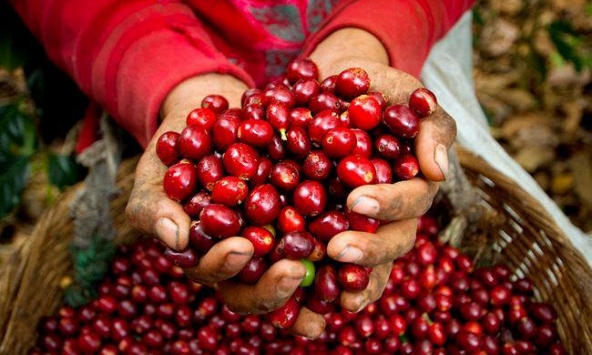 Dự báo giá cà phê 2023: Giá cà phê Việt Nam sẽ được hưởng lợi