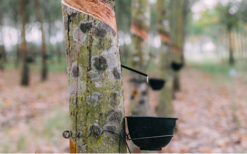 Xuất khẩu cao su năm 2022 vẫn tăng trưởng khả quan