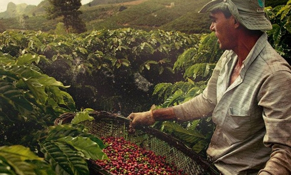 Giá cà phê thế giới đồng loạt giảm, hoài nghi trước động thái của Fed