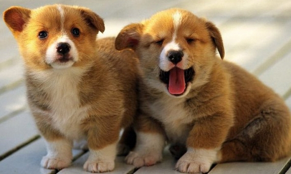 Xem tuổi xông đất 2023 cho gia chủ tuổi Mậu Tuất 1958