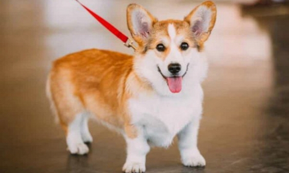 Xem tuổi xông đất 2023 cho gia chủ tuổi Canh Tuất 1970