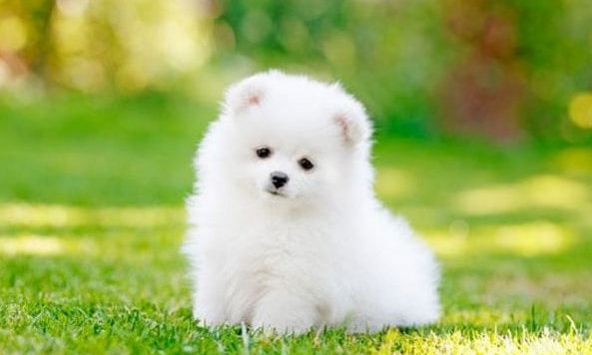 Xem tuổi xông đất 2023 cho gia chủ tuổi Nhâm Tuất 1982