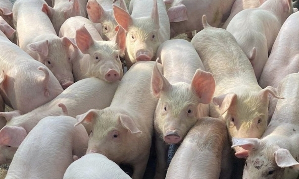 Giá heo hơi 7/1: Dự báo sắp tăng