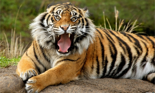 Tuổi Canh Dần 1950 xuất hành Tết 2023 vào giờ nào, hướng nào tốt nhất?