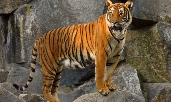 Tuổi Nhâm Dần 1962 xuất hành Tết 2023 vào giờ nào, hướng nào tốt nhất?