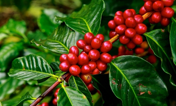 Thị trường nông sản cuối tuần bất ngờ lao dốc