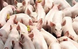 Giá heo hơi hôm nay 9/1: Doanh nghiệp bỏ chiết khấu, giá heo tăng nhẹ