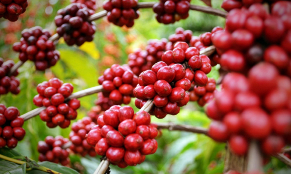 Thị trường nông sản 9/1 đìu hiu