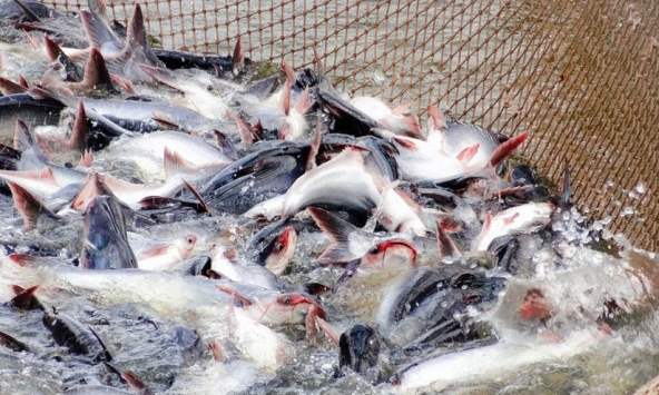 SSI: Trung Quốc mở cửa sẽ có lợi cho sản phẩm cá tra của Việt Nam