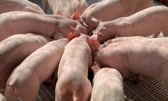 Giá heo hơi 11/1: Ba miền chững lại