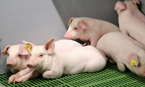 Giá heo hơi 10/1: Miền Nam nguy cơ giảm