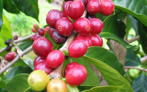 Giá cà phê thế giới vẫn khó đoán trong bối cảnh lạm phát kéo dài