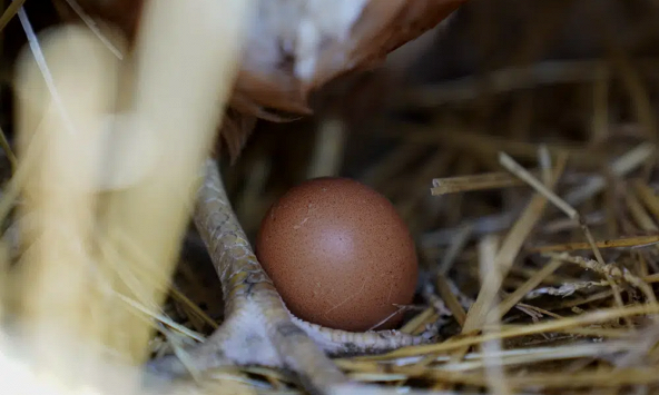 Giá trứng gà ở Mỹ tăng cao gây áp lực cho người tiêu dùng