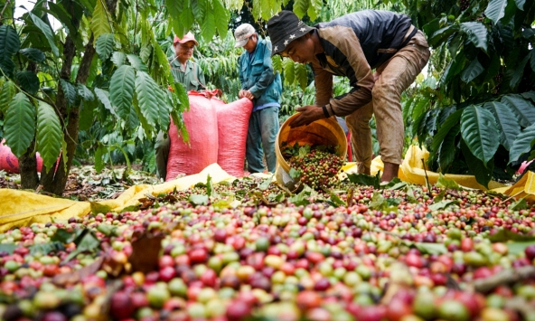 Thị trường nông sản 11/1: Giá tiêu, cà phê phục hồi