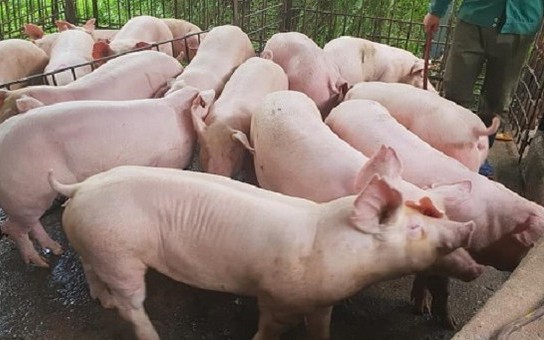 Giá heo hơi hôm nay 12/1: Miền Bắc tiêu thụ tốt, nhưng chưa có ngưỡng giá mới