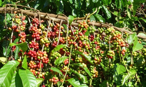 Thị trường nông sản 13/1: Giá cà phê trong nước tiếp tục giảm sâu