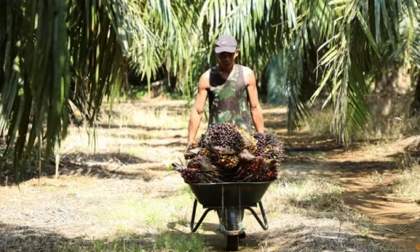 Sản lượng dầu cọ tại Indonesia và Malaysia sẽ tiếp tục thắt chặt vào năm 2023