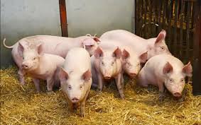 Giá heo hơi miền Bắc vẫn cao nhất cả nước