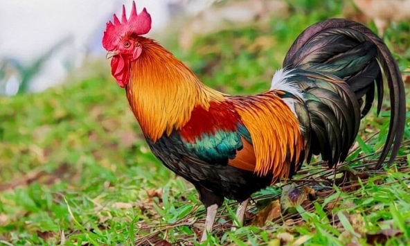 Tuổi Kỷ Dậu 1969 xuất hành Tết 2023 vào giờ nào, hướng nào tốt nhất?