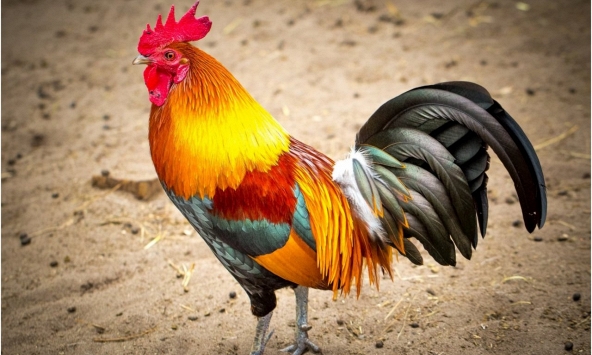 Tuổi Quý Dậu 1993 xuất hành Tết 2023 vào giờ nào, hướng nào tốt nhất?