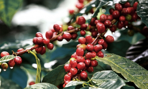 Thị trường nông sản ngày 14/1: Giá cà phê khởi sắc