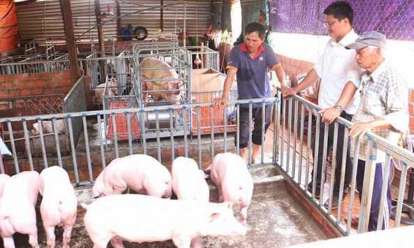 Dự báo giá heo hơi tuần tới: Cơ hội tăng giá chỉ còn vài ngày