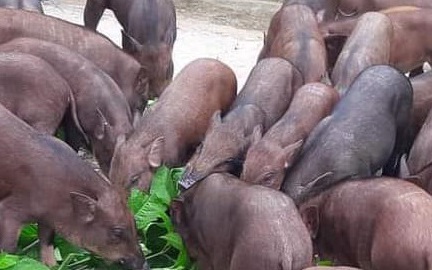 Giá heo hơi 16/1: Miền Bắc xuất hiện mức 55.000 đồng/kg