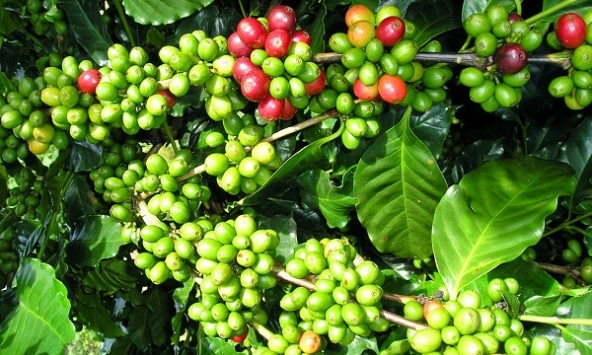 Thị trường hồ tiêu được dự báo khả quan hơn sau khi Trung Quốc mở cửa