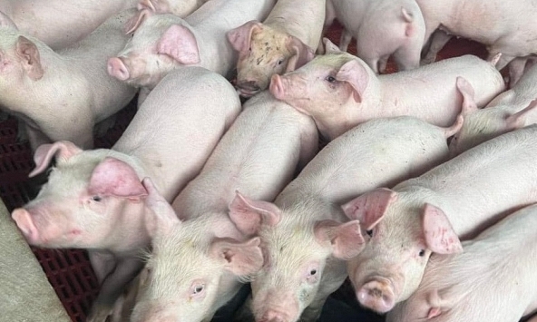 Giá heo hơi hôm nay 17/1: Giá heo 3 miền đồng loạt đi ngang