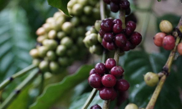 Thị trường nông sản 26 Tết: Giá cao su, hồ tiêu giảm