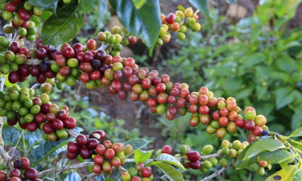 Thị trường nông sản ngày 18/1: Giá cà phê và hồ tiêu đồng loạt giảm