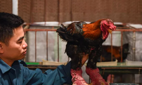 AFP: Chân gà Đông Tảo của Việt Nam được săn đón dịp Tết