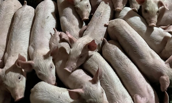 Giá heo hơi 30/1: Giảm nhẹ sau Tết