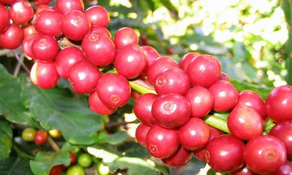 Thị trường nông sản sau Tết không có nhiều biến động