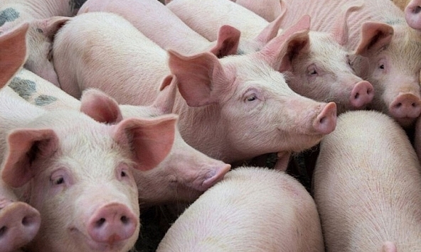 Giá heo hơi không có nhiều biến động trong những ngày đầu năm