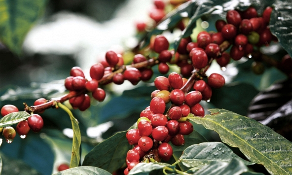 Xuất khẩu tiêu của Việt Nam được dự báo sẽ khó khăn trong thời gian tới