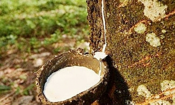 Tín hiệu tích cực với thị trưởng cao su