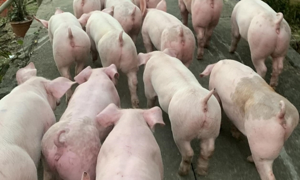 Giá heo hơi 1/2: Phía Nam giảm nhẹ